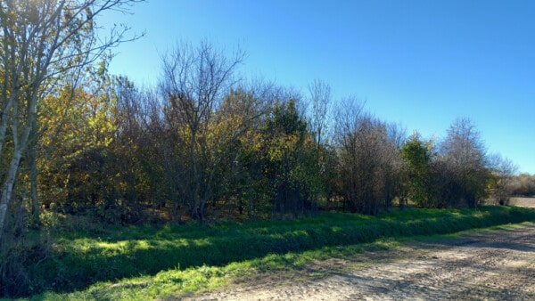 Piantumazione di alberi da frutto e piante autoctone nel bosco dell'Azienda Agricola CandiaBio