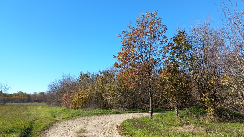 Piantumazione bosco Azienda Agricola Candiabio