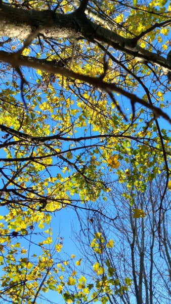 Processo di piantumazione Acero bosco CandiaBio