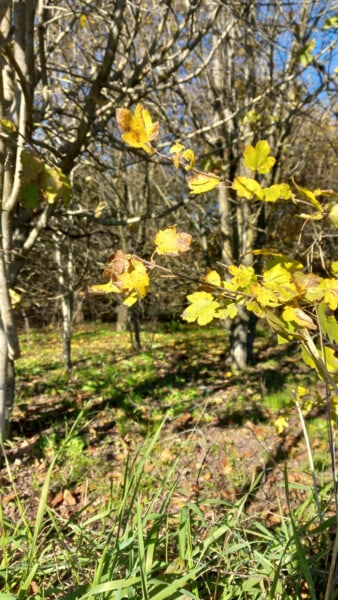 Particolare delle foglie di Acero Campestre nel bosco dell'azienda Agricola Candiabio