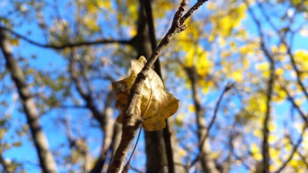 Particolare di una foglia di Acero Campestre nel bosco dell'azienda Agricola Candiabio