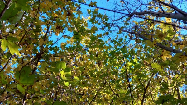 Piantumazione Acero nel bosco CandiaBio