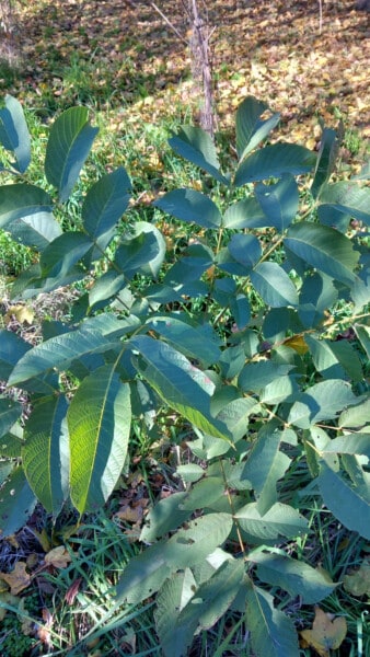 Piantumazione Noce Azienda Agricola CandiaBio