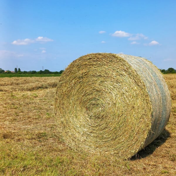 Ballone di fieno nei campi dell'Azienda Agricola Candiabio