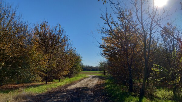 Piantumazione bosco Azienda Agricola Candiabio