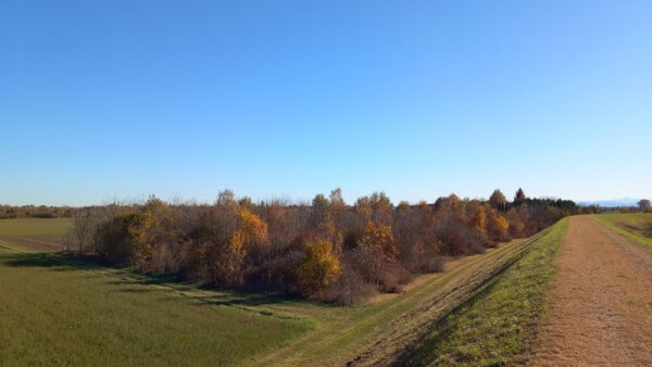 Vista argine bosco Azienda Agricola Candiabio