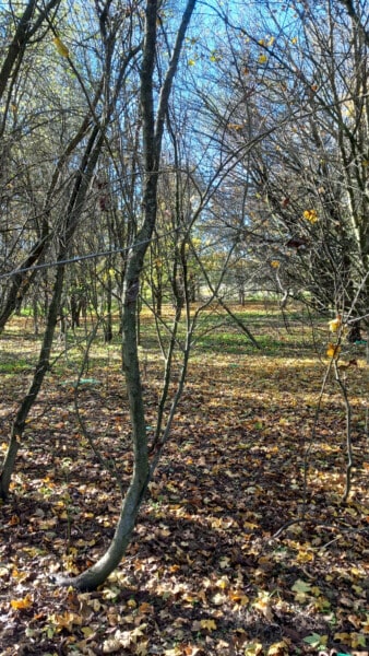 Vista dall'interno del bosco dell'Azienda Agricola Candiabio