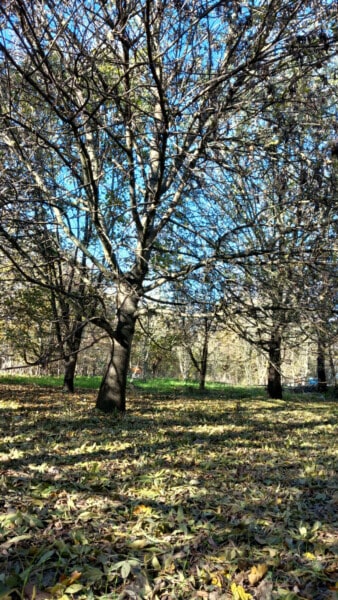 Vista interna del bosco dell'Azienda Agricola Candiabio