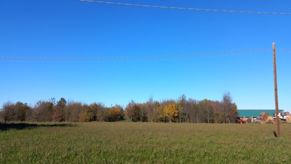 Vista dalla strada del bosco dell'Azienda CandiaBio