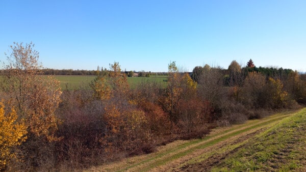 Vista dall'argine del bosco dell'Azienda Agricola Candiabio