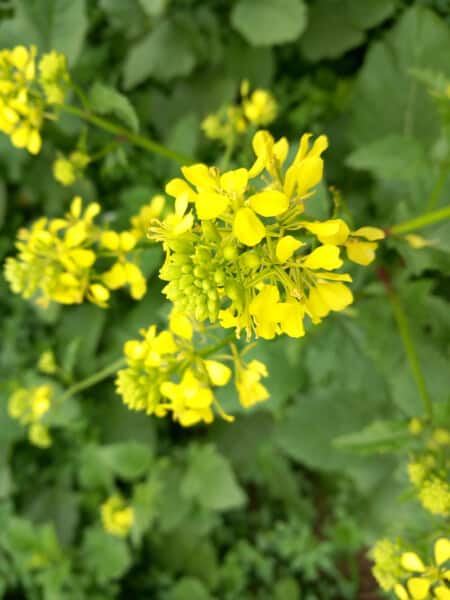 Fiore di Colza campi Azienda Agricola Candiabio