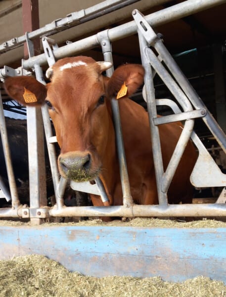 Mucca rossa dell'Azienda Agricola Candiabio