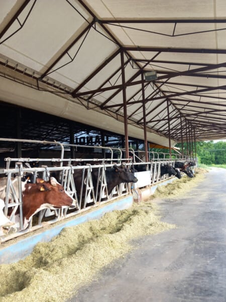 Mucche mentre mangiano nella stalla Candiabio
