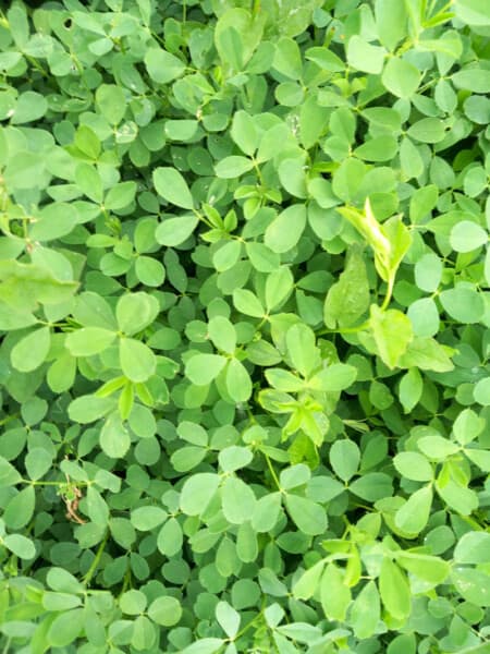 Erba medica nei campi dell'azienda Agricola Candiabio