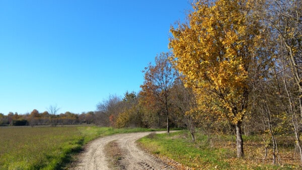 Piantumazione alberi da frutto e alberi autoctoni Azienda Agricola Candiabio