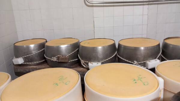Forme di Parmigiano Reggiano