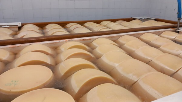 Parmigiano Reggiano in salamoia