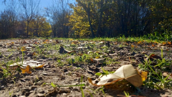 Particolare delle foglie a terra nel bosco dell'Azienda Agricola Candiabio