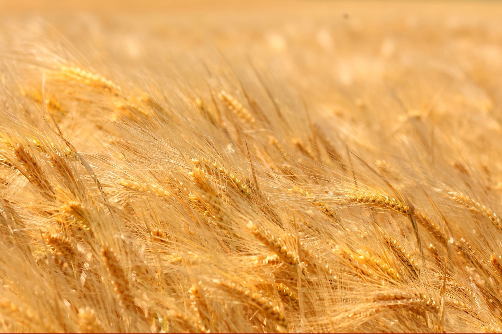 Spighe di grano
