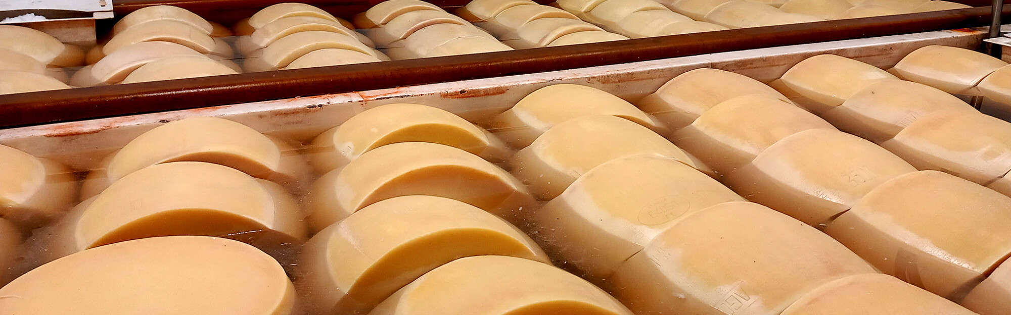 Forme di Parmigiano Reggiano in salamoia