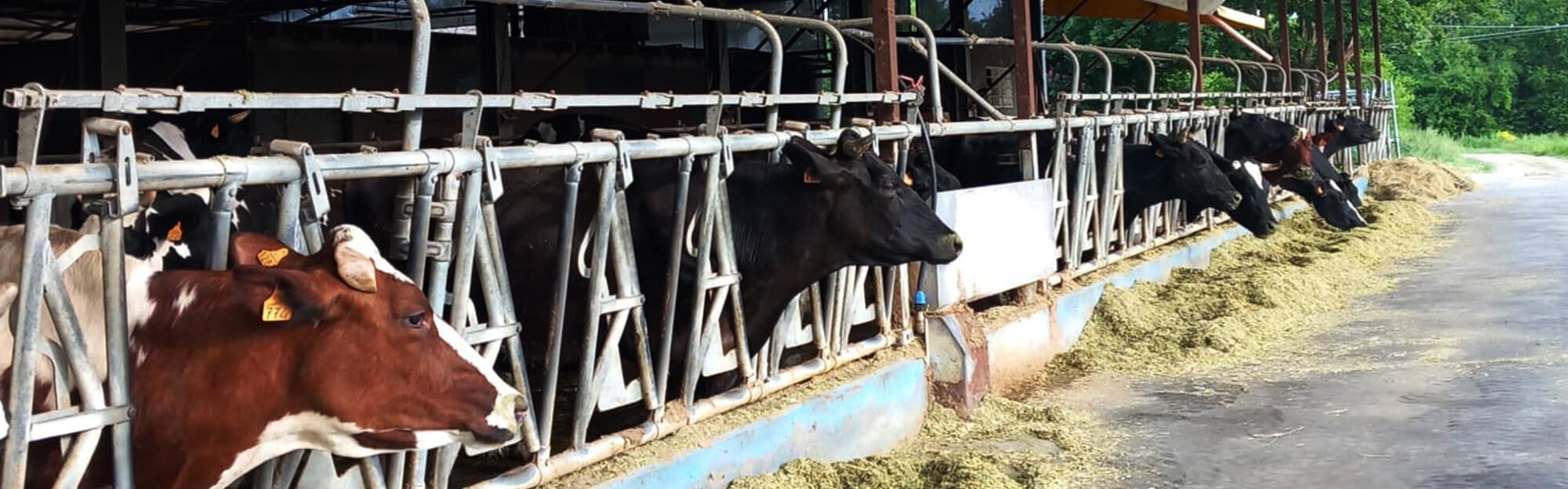Mucche mentre mangiano Azienda Candiabio